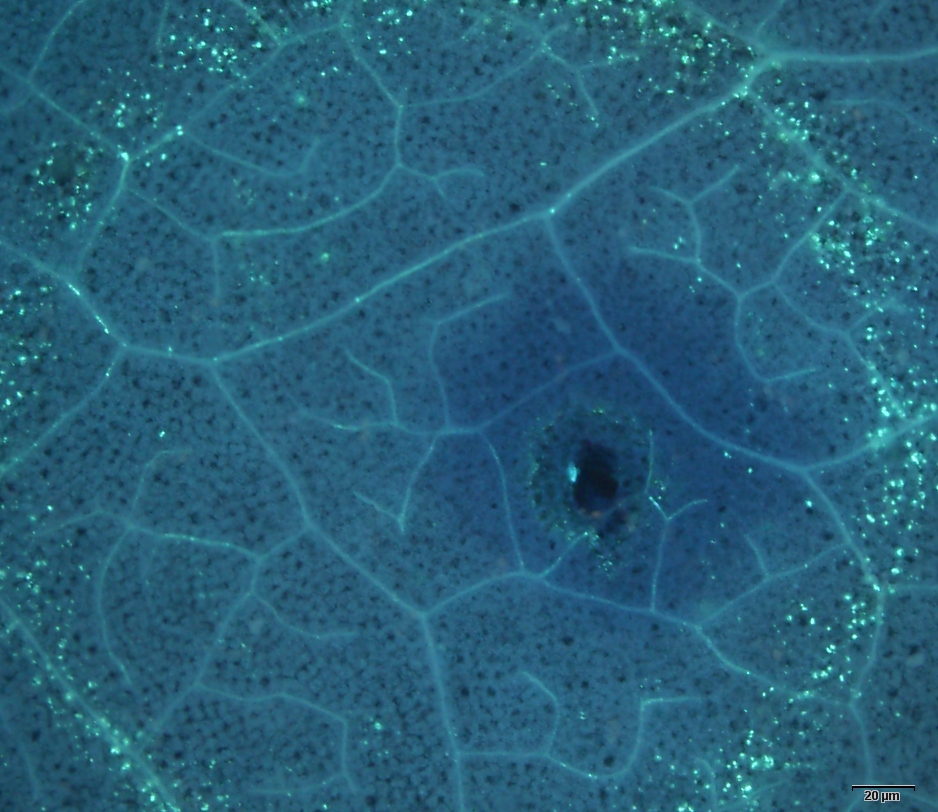 6ad000bcd91f4a6abd3c9ee1fdd50163.jpg 6ad000bcd91f4a6abd3c9ee1fdd50163.jpg