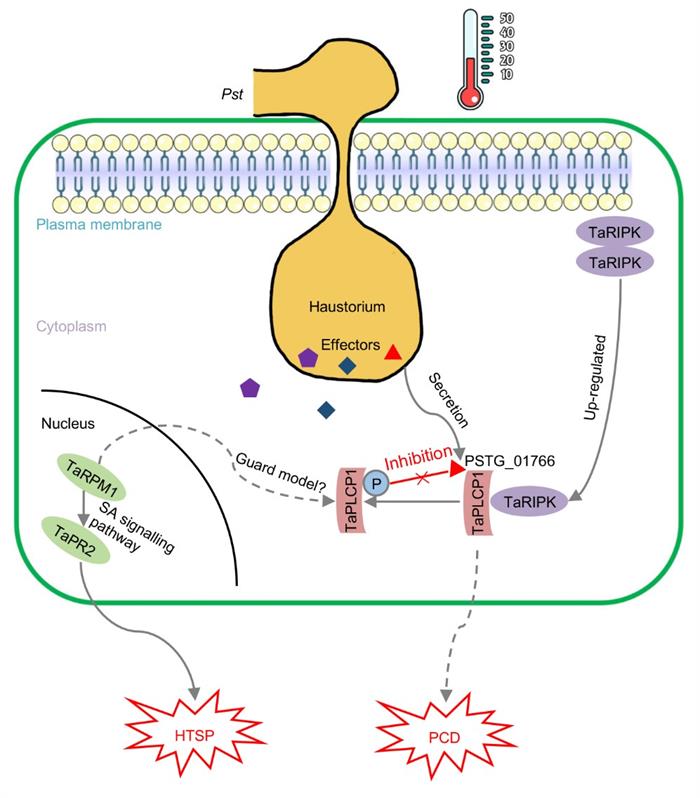 8fca9d9d4bbb4a95a97f7a8532a73a61.jpg 模型图片-700.jpg